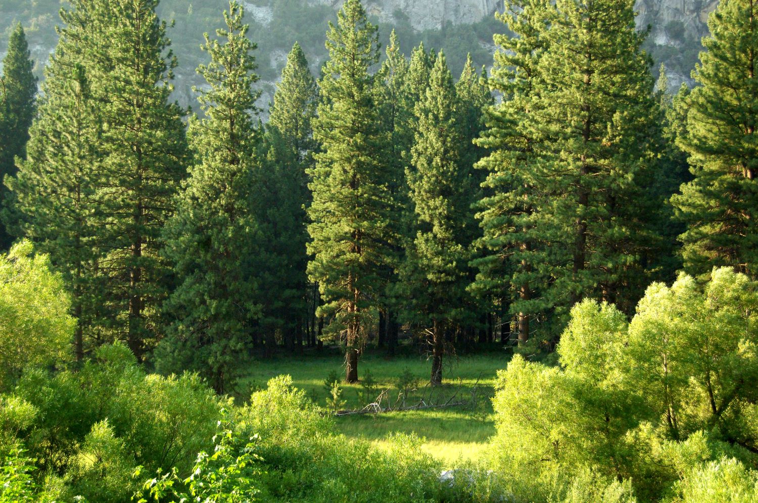 trees and forests