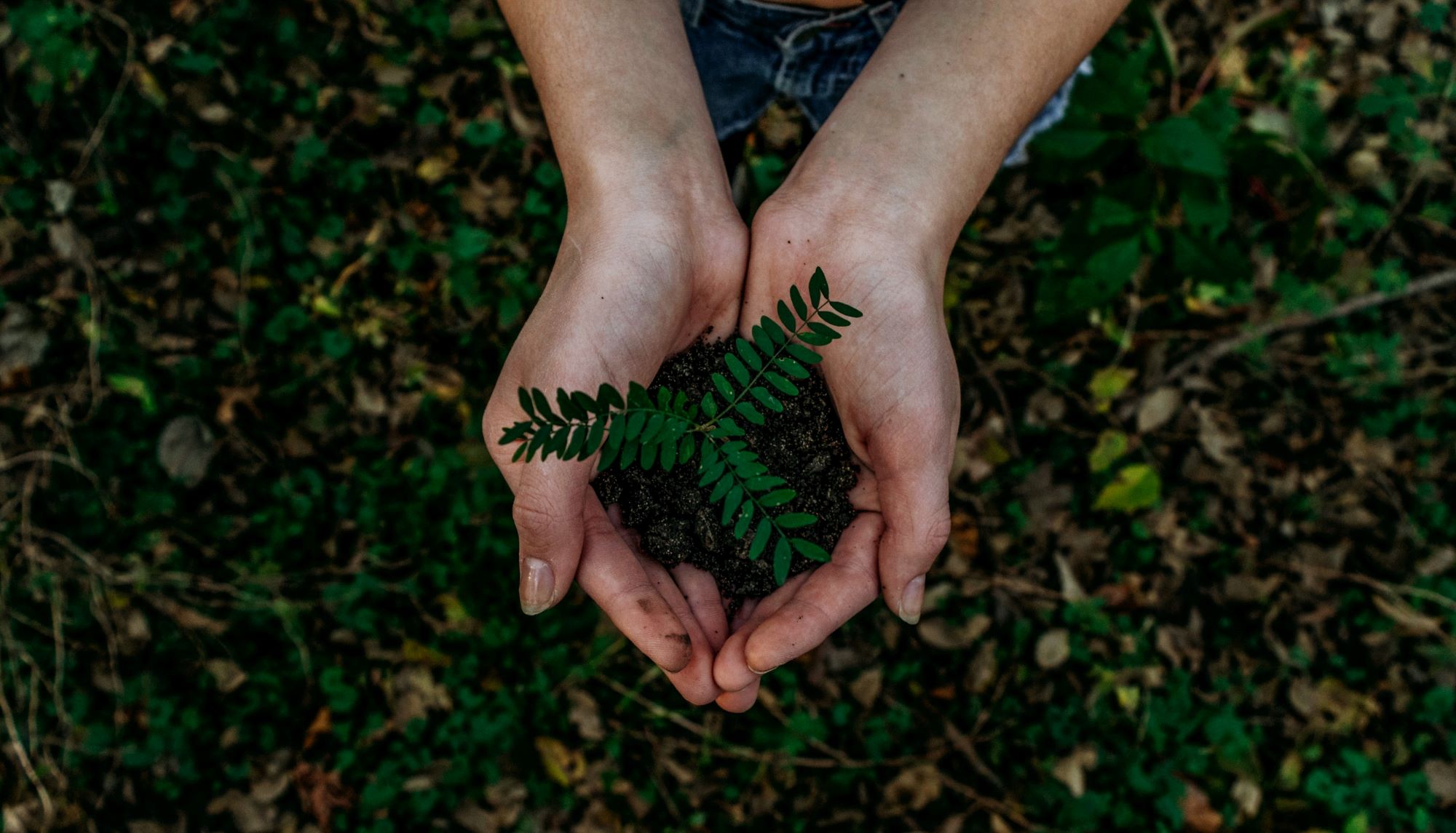 picture of a plant