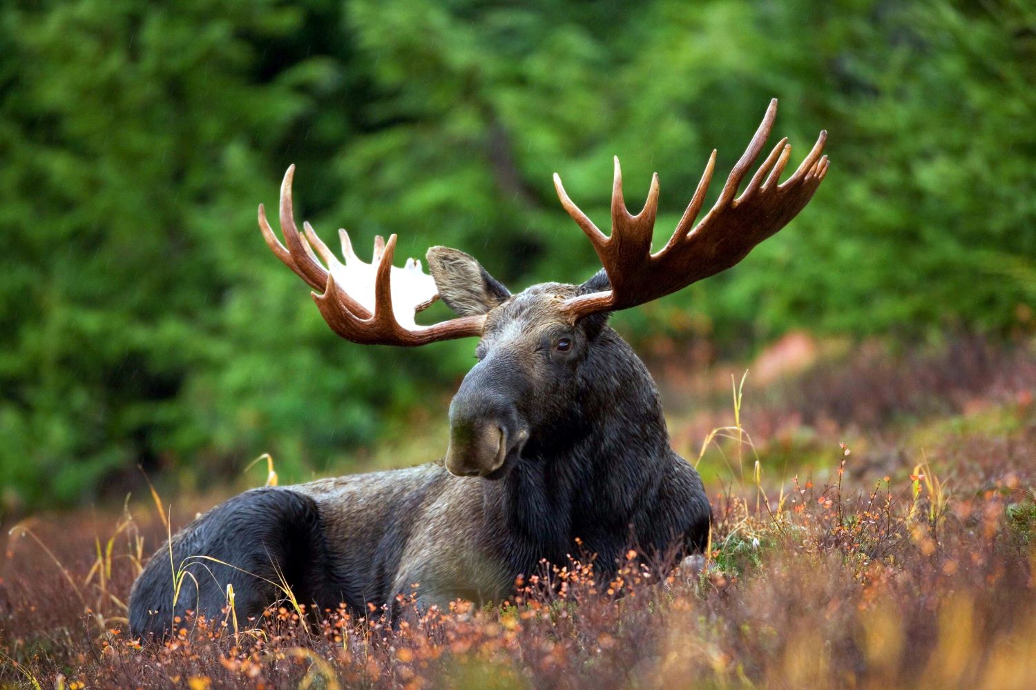 endangered animals